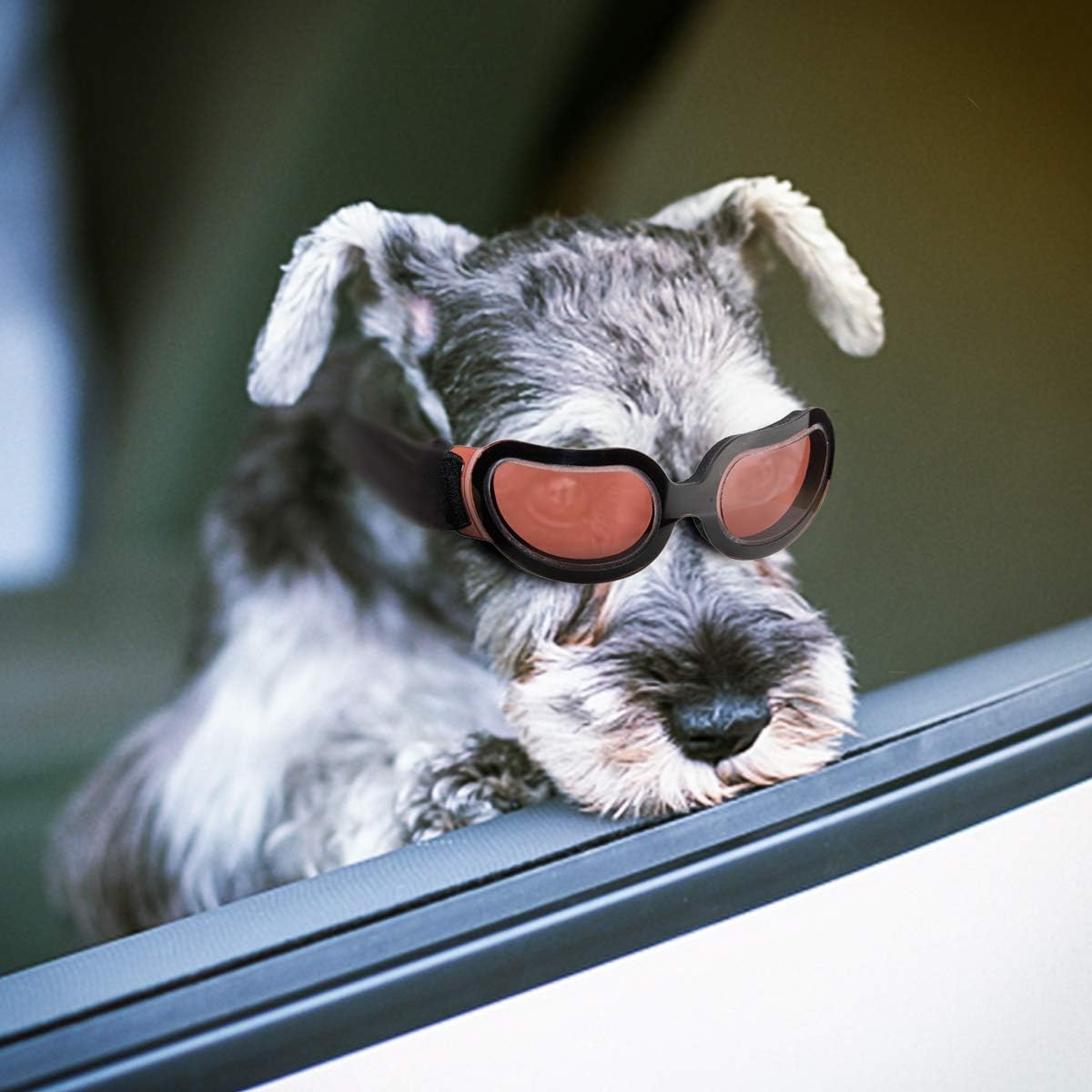 petleso dog goggles