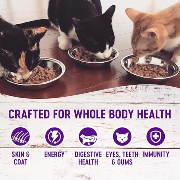 WELLNESS HEALTHY INDULGENCE NATURAL GRAIN FREE MORSELS WITH TURKEY & DUCK IN SAVORY SAUCE WET CAT FOOD, 3 OZ., CASE OF 12