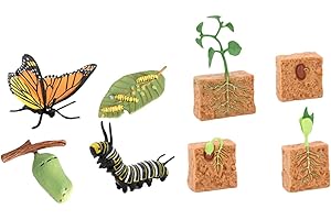 weidrtily Life Cycle Toys Plant Butterfly Models Enhancing Preschool Education On Nature Growth Stages Life Cycle of Green Pl