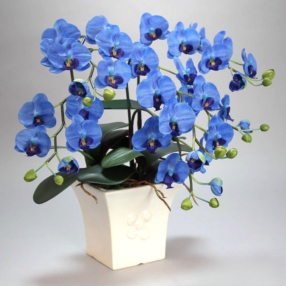 胡蝶蘭 小輪 3本立 ブルー お祝い 光触媒 移転お祝い 開店祝い 開業祝い 設立祝い商品画像