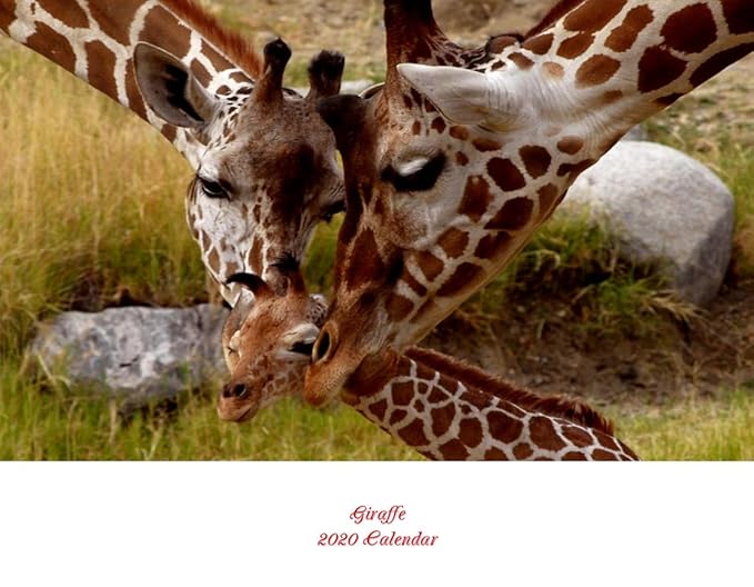 Giraffe2020 calendar amazoncouk office products