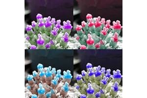 Pink: 100Pcs Monilaria Obconica Seeds Succulent Plants Rabbit Bonsai Plant Fashion: Package Contains Seeds