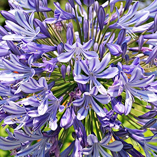 Agapanthus 'Big Blue' 15cm Pot Size