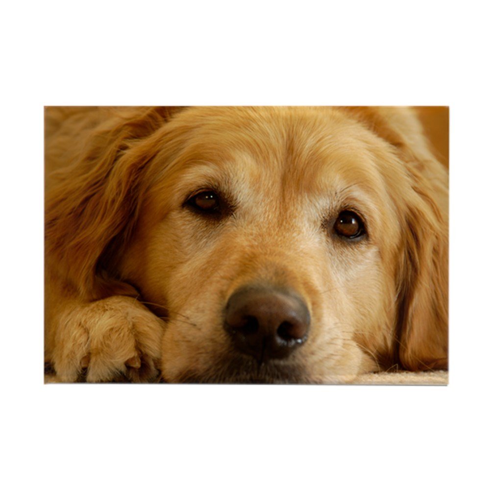 Best Refrigerator Magnet Skins