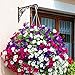 Cast Iron Plant Hook Hanger 12″ Deep Outdoor Indoor Wall Hanging Planters Flower Flowering Plants Pot Basket Hook Bird Feeder Wind Chime Lanterms Hanger Hardware Bracket (12″ Deep)thumb 3
