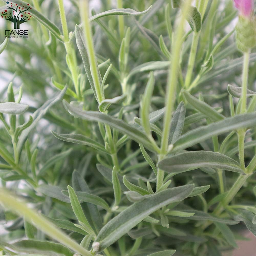 Amazon フレンチラベンダー ザ プリンセス5号鉢 品種で選べるハーブ苗 1個売り 学名 Lavandula Pedunculata The Princess Lavender シソ科ラヴァンデュラ属 耐寒性多年草 原産地 地中海沿岸 鮮やかなピンク色のラベンダーが生れました 永遠のフレグランス Amazon フレンチラベンダー ザ プリンセス5号鉢 品種で選べるハーブ苗 1個売り 学名 Lavandula Pedunculata The Princess Lavender シソ科ラヴァンデュラ属 耐寒性多年草 原産地 地中海沿岸 鮮やかなピンク色のラベンダーが生れました 永遠のフレグランス