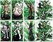 Star Wars FORCE AWAKENS 6 Piece Christmas Tree Ornament Set Featuring Kylo Ren, BB-8, Captain Phasma, Finn, Rey and Flametrooper