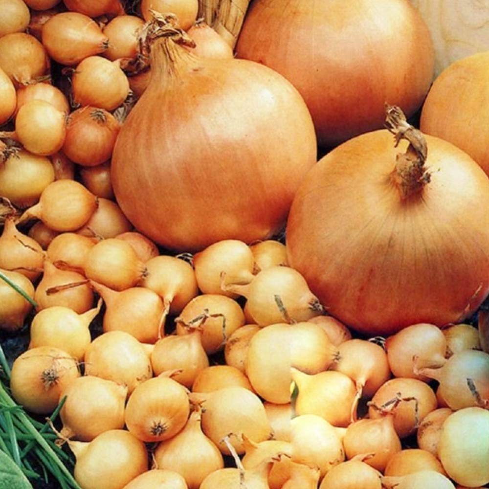 50 x Onion Sets Stuttgarter – Bumper Pack – RHS Award of Garden Merit – Easiest and Quickest Way to Grow Onions – Sweet, Mild Taste - Great to Grow in Your Beautiful Garden