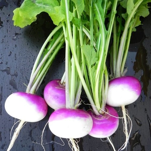 Purple Top Turnip DC Earth (10LBS)