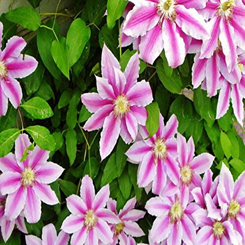 Elever Beauty 50pcs/Bag Mixed Colors Clematis Seeds Plants Bonsai Flowers Seeds Home Garden