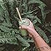 Jungle Straws 12 Pack Reusable Bamboo Straws 8