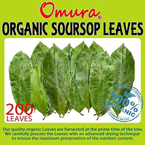 Omura ORGANIC SOURSOP Guanabana Graviola For TEA 200 LEAVES - //medicalbooks.filipinodoctors.org