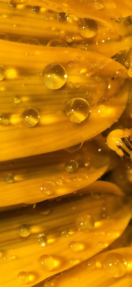 PeelitStickit Sunflower, Wall Murals, ID-034, vinyl