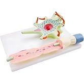 EHJRE Neuronal Model Neuron Anatomy Model Collectible Neuron Amplification Model for Classroom Demonstration Desktop Display
