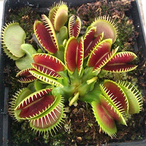 100Pcs Insectivorous Plant Seeds Robasiom Catchfly Potted Plant Seeds Garden Venus Fly Trap