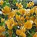 New and Healthy 1 PCS Bougainvillea ' Rainbow Gold ' Starter Plant
