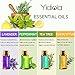 YIDIOLA Top 10 Essential Oils Set, 100% Pure Lavender,Peppermint,Eucalyptus,Tea Tree,Rosemary,Lemongrass,Sweet Orange,Sandalwood,Jasmine,Grapefruit Oils, w/2 Glass Droppers