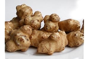 25 Live Jerusalem Artichoke Tubers | Sunchokes by Greenhouse PCA | Fresh Sunchoke Bulbs for Eating or Planting