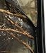 PARTYSAVING Portable Privacy Outdoor Pop-up Room Tent Camping Shower Toilet Beach Park APL1303, Burly Camo
