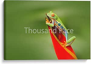 Rojo con Ojos Árbol Rana Lona Exótico Animales Verde Rojo Decoración de