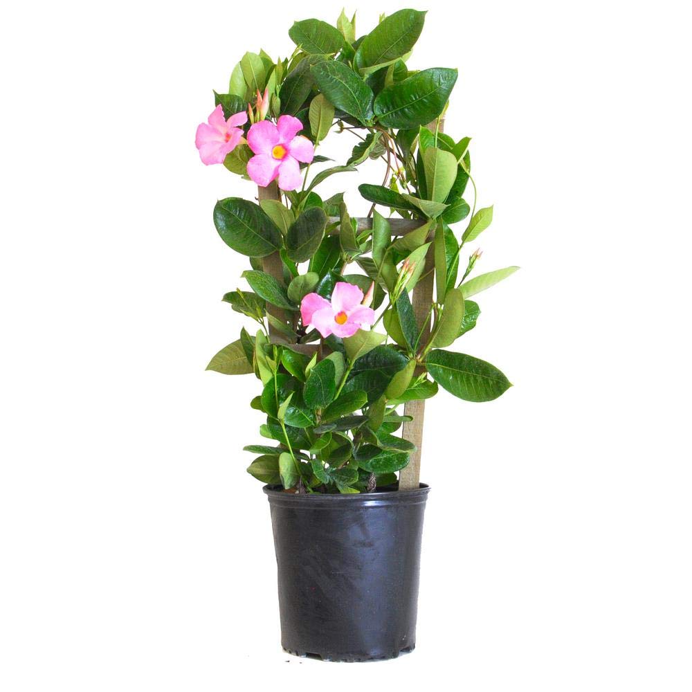 Buy Plantsguru Mandevilla Vine Pink Flowering Live Plant Pot Included Online At Low Prices In India Amazon In