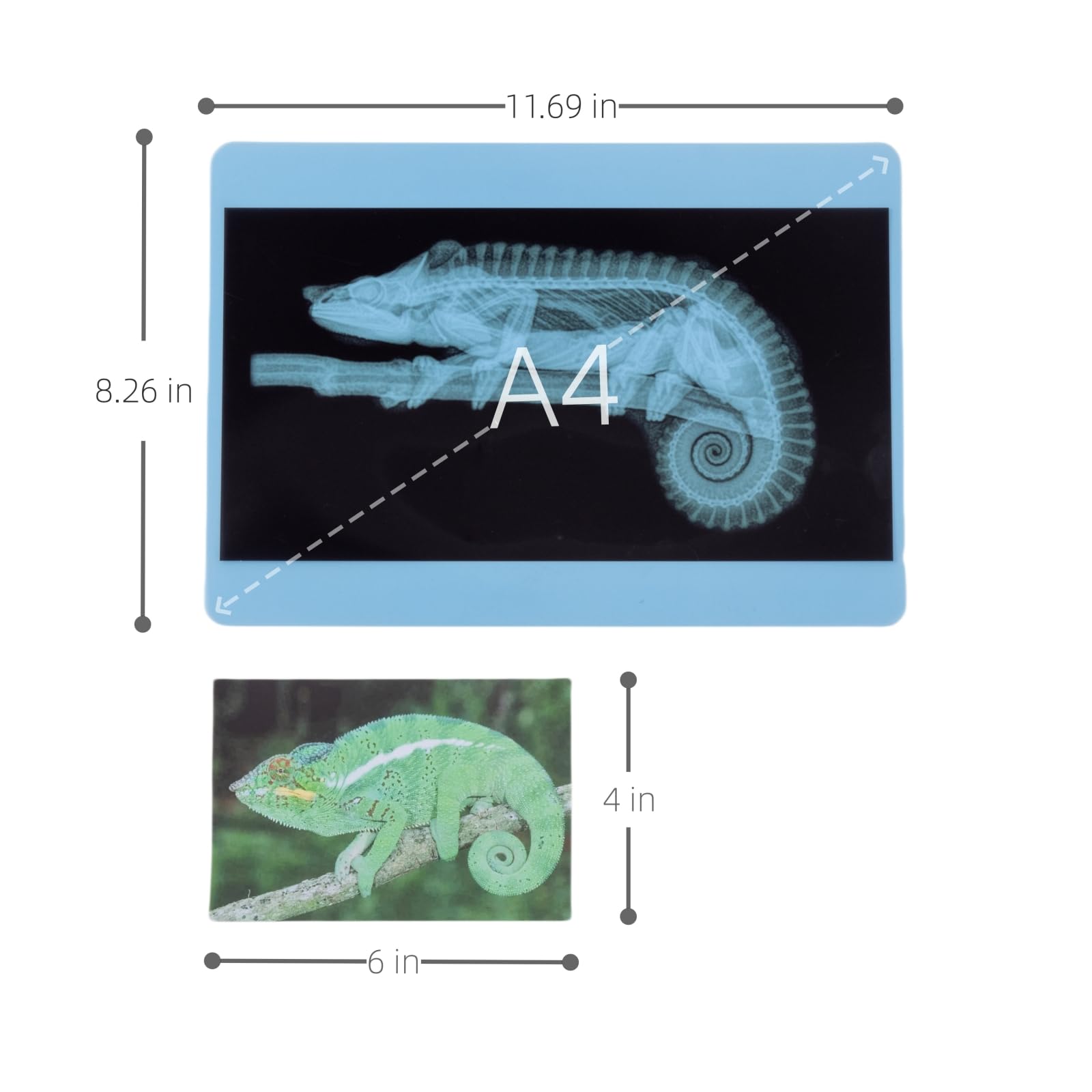 20 Pcs Animal Xrays and Picture Cards - Guess Who I Am ? - Educational Science Kit for Kids, Explore The Fascinating World of Animal Skeletons