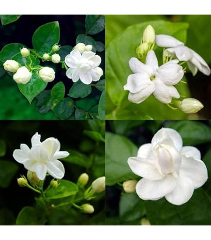 75Pcs White Jasmine Seeds Climbing Jasmine Beautiful