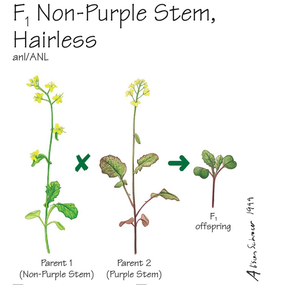Wisconsin Fast Plants F1 Hairless Non Purple Stem Pack Of 50 Seeds School Curriculum Sets Amazon Com Industrial Scientific