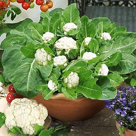 Arlo Vegetable Seeds - Cauliflower Seeds - High Yielding - 60 Seeds