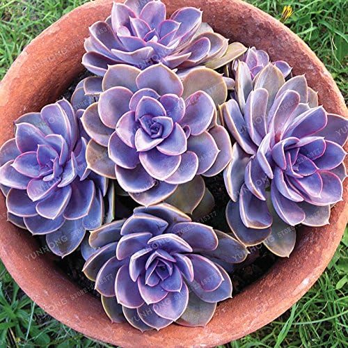 AGROBITS 100 PCS Fresh Succulent Plant Bonsai Succulents Sedum Bonsai Echeveria Big" Perle von Nurnberg" Flower Bonsai