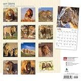 Image de Lions 2017 Square