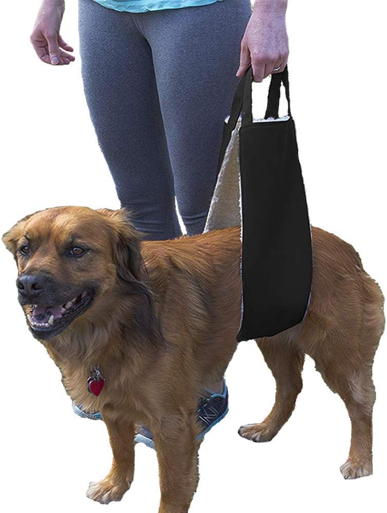 just so you know there's a lot of dogs in here