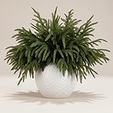 16 Pack Real Touch Norfolk Pine Branches – 18" Artificial Pine Stems for Christmas Decor, Faux Greenery Picks for DIY Wreaths, Garlands, Vase Arrangements, Holiday Indoor & Outdoor Decorations