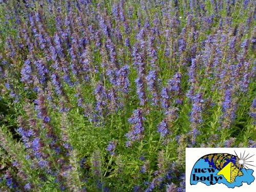 New Body HYSSOP