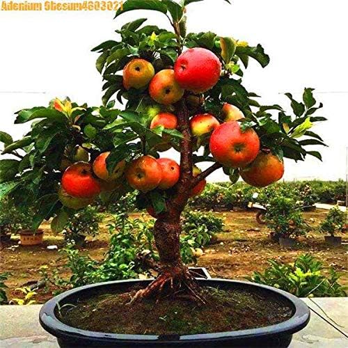 HONIC 200pcs dwarf apple bonsai miniature apple tree sweet organic fruit and vegetable bonsai indoor or outdoor DIY home garden : 200