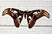 Insect & Butterfly Habitat / Village / Residence / Terrarium 12x12x12 inches; Easy Zip-Open Door; Collapsible for Storage