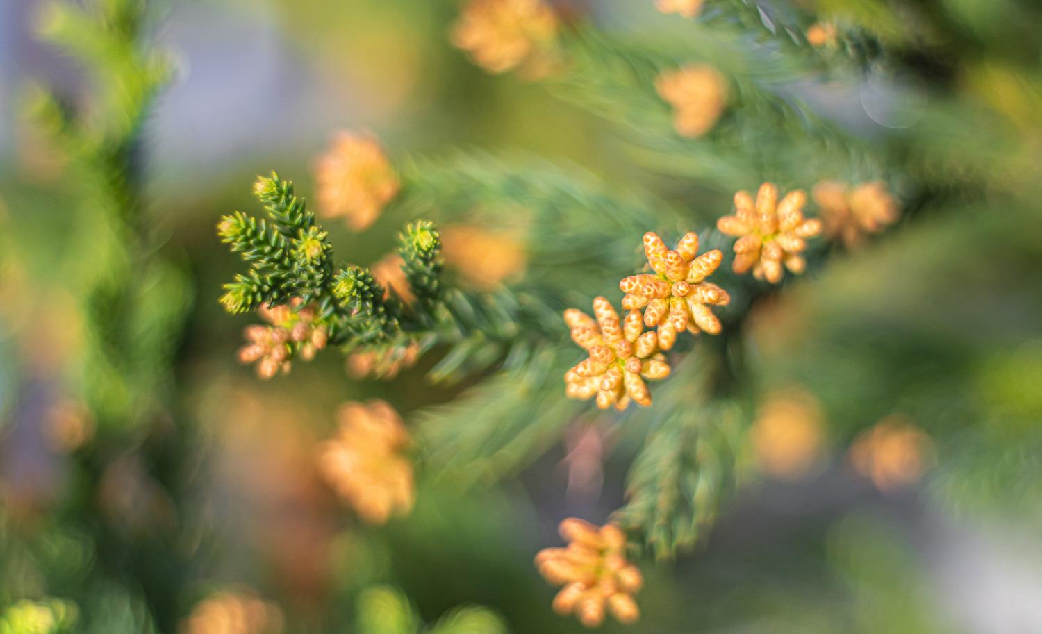 Great Bang for the Buck Prime Lens!