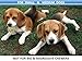 TOYSBOOM Squeaky Dog Toys 5 Piece Dog Rope Toys Puppy Flossy Chew Rope Tug Toy for Small, Medium Dogs, Value Pack Dog Toy