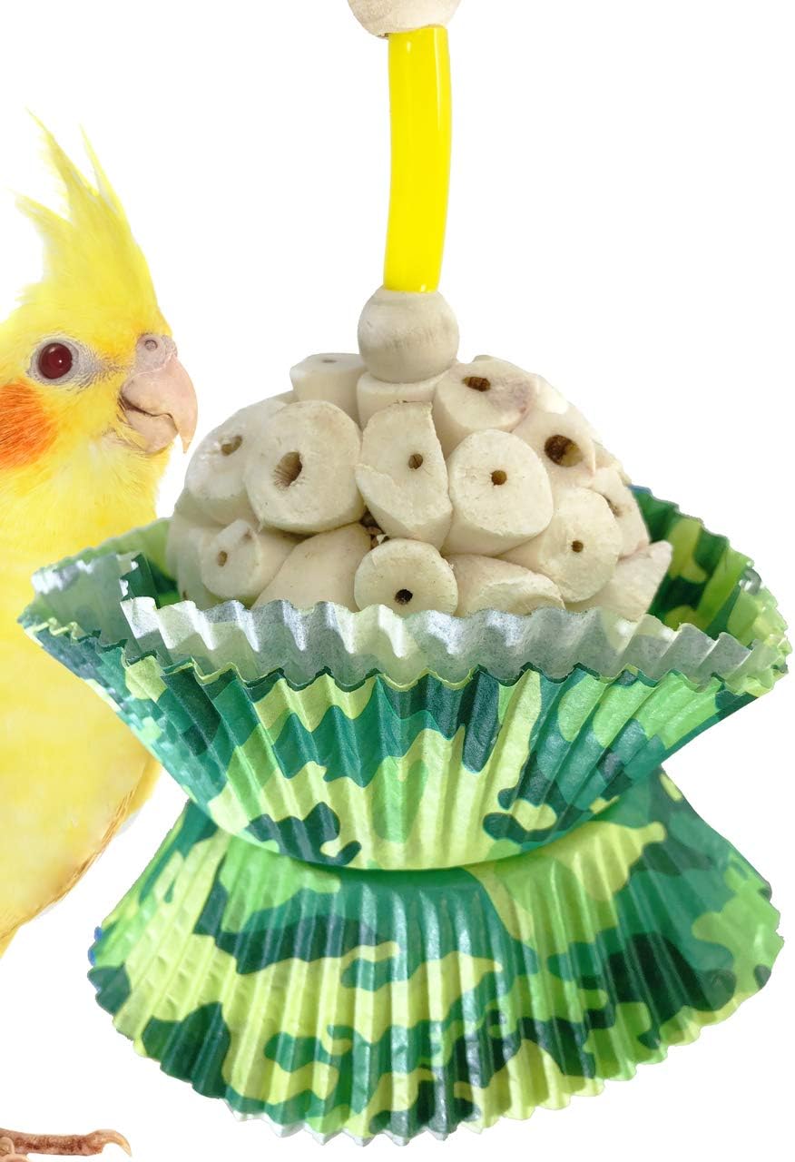 african cockatiel bird