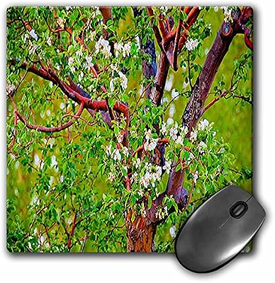 3drose Mp 49689 1 8 X 8 Close Up Of What Looks Like Popcorn Popping On Apricot Tree With Hue Vibrant Green Red And Yellow Mouse Pad Amazon Co Uk Office Products This is popcorn popping on the apricot tree by ktoponce on vimeo, the home for high quality videos and the people who love them. amazon co uk