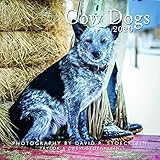 2020 Cow Dogs Calendar by 