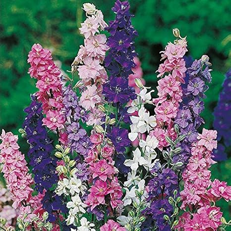 Indianagro Larkspur Imperial Mixed Flower Seeds 40 Mixed Colour Flower Seeds Dwarf Variety Flower Plant Seeds Amazon In Garden Outdoors