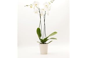 DecoBlooms Premium White Orchid Live Indoor Plant - 5 inch Blooms, Modern Pot Included, Gift Fresh Flowering Home Decor for Anniversary, Birthday, Congratulations, Get Well, Sympathy, Thank You