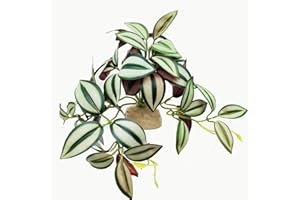 KERUIDENG Reptile Plants for Terrarium Decor,Amphibian Habitat Decor, Bearded Dragon Tank Accessories,Artificial Plants for Gecko Chameleon Snake Tortoise with Base (Zebrina)