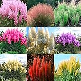Iekofo Seed house - 500/1000 Rare Pampas Grass Cortaderia Selloana Seeds Perennial Plant Garden