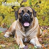 Mastiffs 2019 12 x 12 Inch Monthly Square Wall Calendar, Animals Dog Breeds (Multilingual Edition) by 