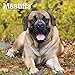 Mastiffs 2019 12 x 12 Inch Monthly Square Wall Calendar, Animals Dog Breeds (Multilingual Edition) by 