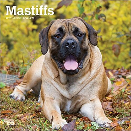 Mastiffs 2019 12 x 12 Inch Monthly Square Wall Calendar, Animals Dog Breeds (Multilingual Edition)