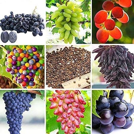 Creative Farmer Fruit Seeds Dwarf Grape Fruit Fragrant Indoor Outdoor Climbing Mixed Seeds Fruit Plant Seeds For Home Garden Kitchen Garden