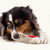 Beaphar Toothbrush & Toothpaste Dental Care Kit for Dogs & Cats view 4
